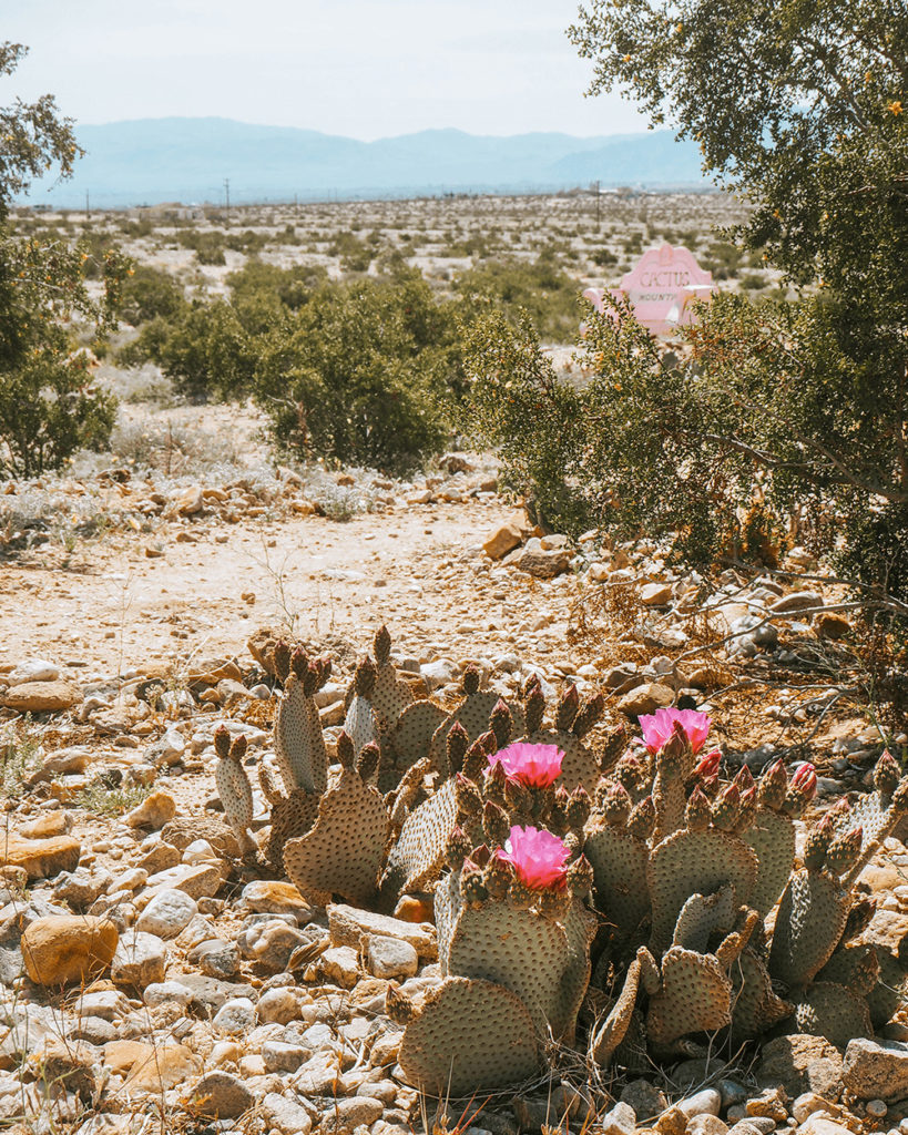 Pink blühender Kaktus in der menschenleeren Wüste im Frühling