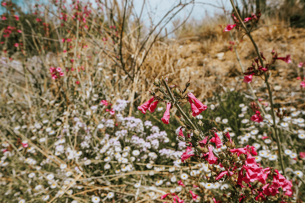 Frühling in der Wüste, Nahaufnahme einer pinken Wildblume