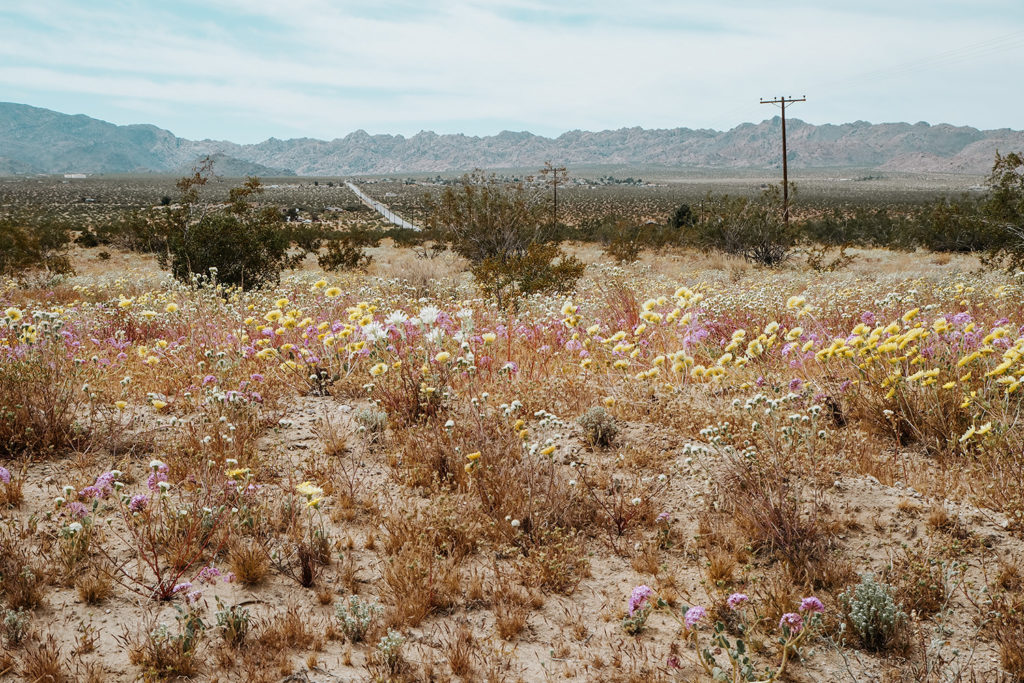 Desert in Spring featured image shows a desert landscape covered in blooming wildflowers