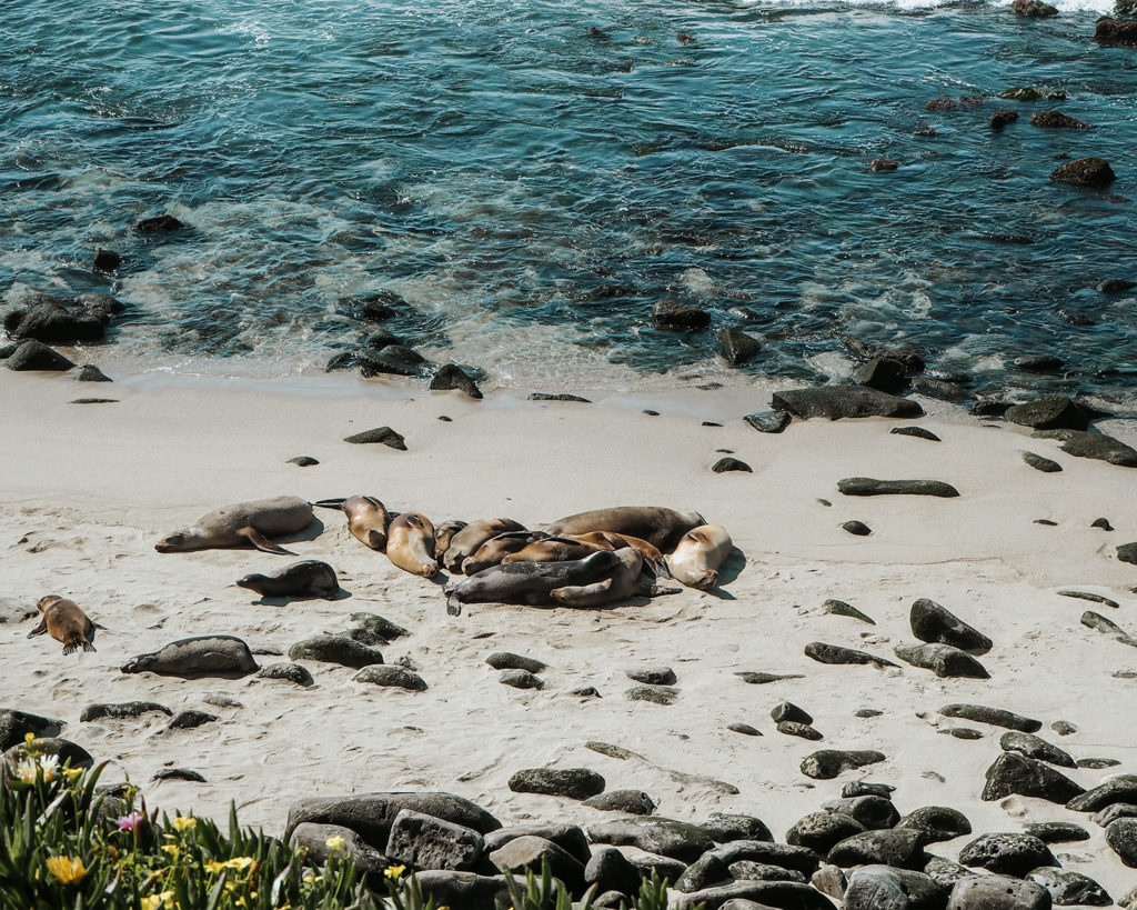 La Jolla Cove Sea Lions sunbathing on the beach