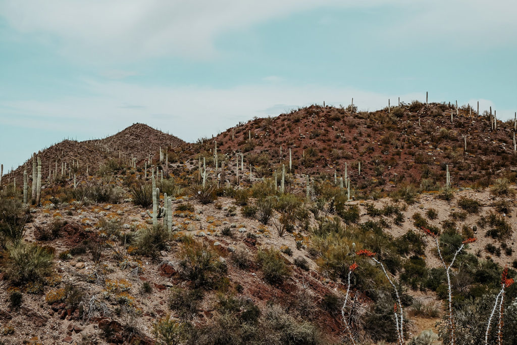 Must-Visit National Parks Saguaro Cacti