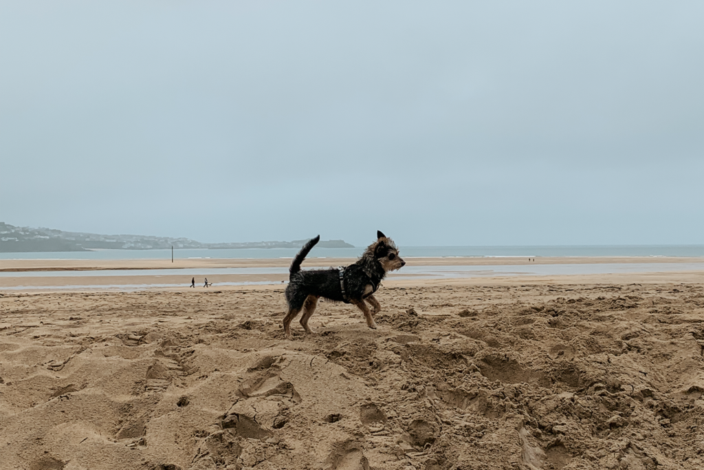 Hund am Strand in Cornwall