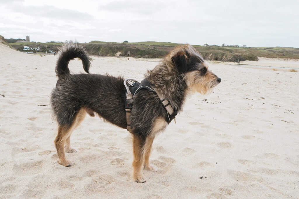 Hundestrand Cornwall